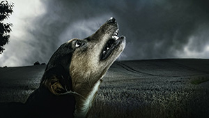 Sí hay solución para perros alterados por tormentas eléctricas